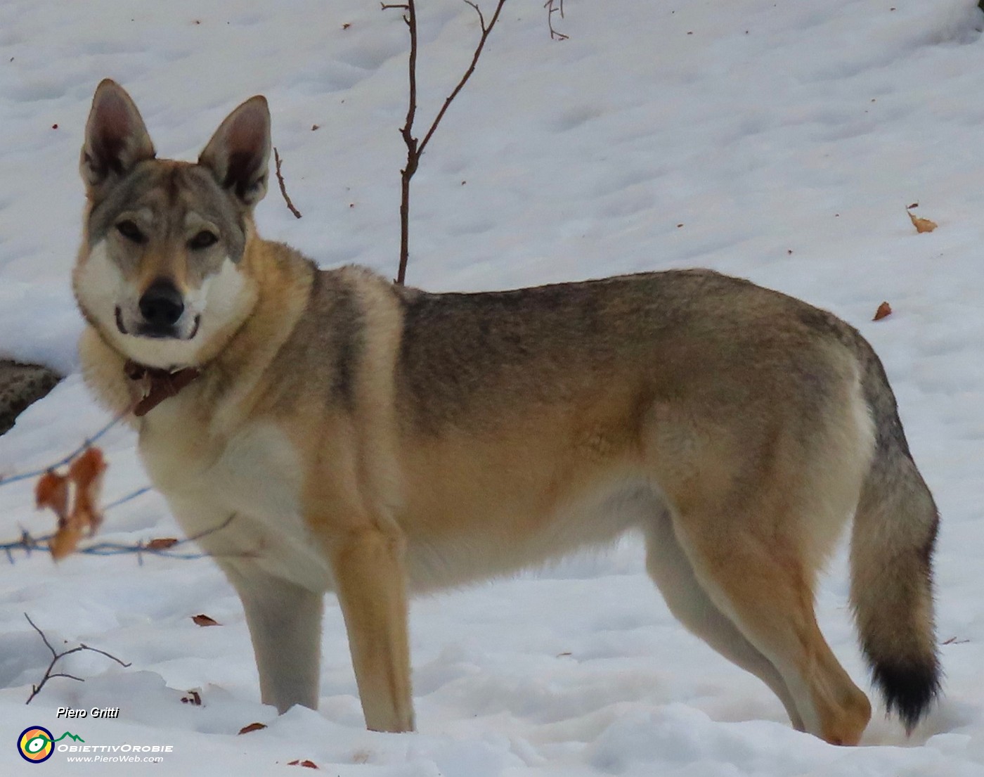 34 Sulle nevi della Bocca del Grassello (1390 m).JPG